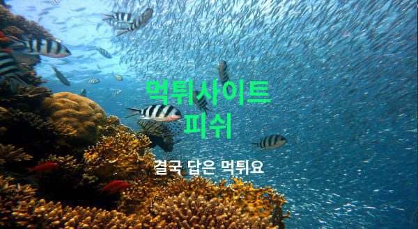 피쉬 먹튀사이트