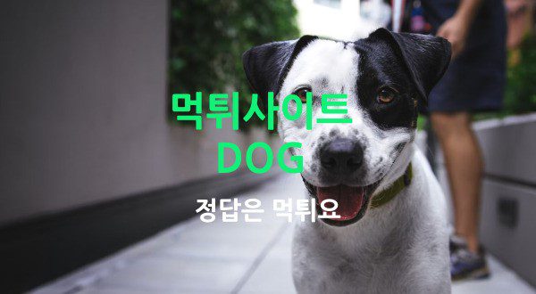 dog 먹튀